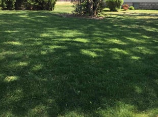 Lucie A.'s turf care service result