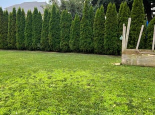 Sean I.'s turf care service result