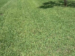 Bethany P.'s grass maintenance service result