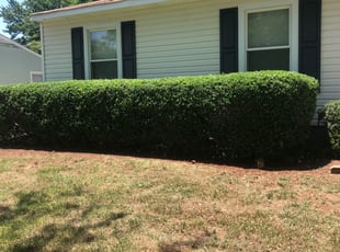 Serafin C.'s Bush Trimming service result