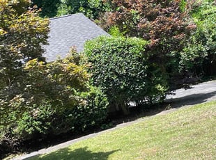 Talab A.'s Bush Trimming service result