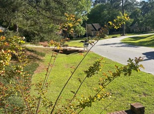 Bernice B.'s turf care service result
