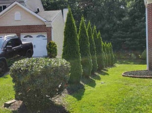 Brandie B.'s Bush Trimming service result