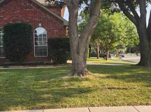Timothy W.'s turf maintenance service result