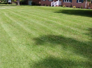 John P.'s turf care service result