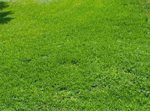Samara M.'s lawn care service result