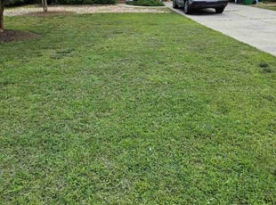 Michael P.'s grass cutting service result