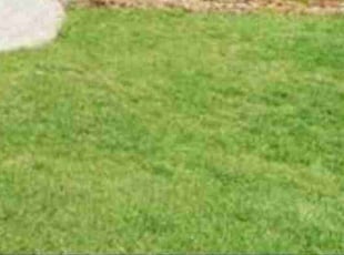 Donna B.'s lawn service service result