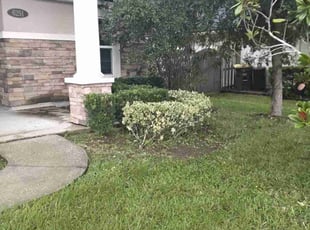 Nanette L.'s Bush Trimming service result