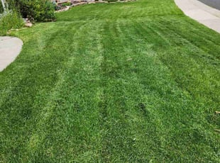 Patricia H.'s grass maintenance service result