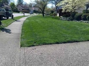 Maia C.'s grass maintenance service result