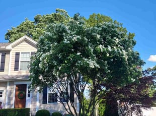 Chuck V.'s Tree Care service result