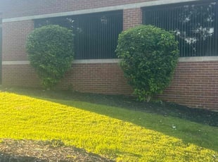 Damon S.'s Bush Trimming service result