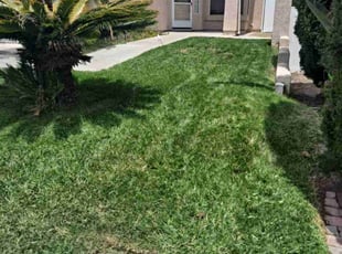 Griselda N.'s grass maintenance service result