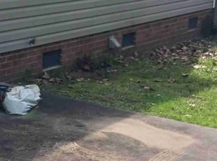 Danielle M.'s Bush Trimming service result