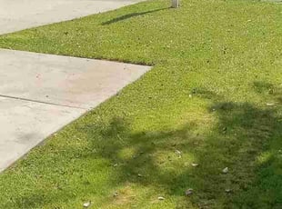 Dior C.'s lawn care services service result