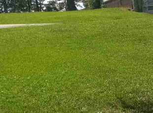 Jerry Y.'s lawn care service result