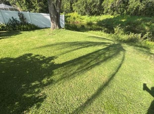 Tiffany B.'s lawn maintenance service result