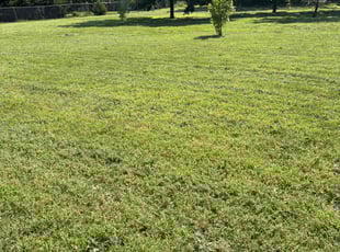 Aimee V.'s lawn service service result