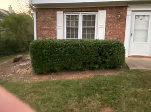 Amy A.'s Bush Trimming service result