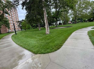 Randy M.'s grass cutting service result
