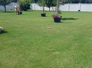 Thomas R.'s lawn service service result