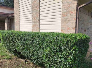 Kia P.'s Bush Trimming service result