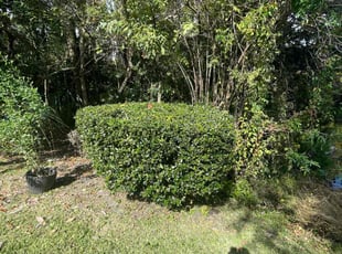 Jonathan M.'s Bush Trimming service result