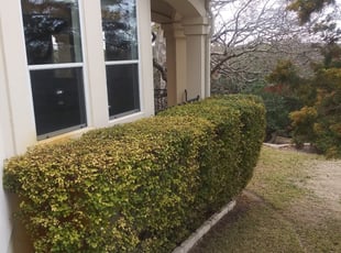 William C.'s Bush Trimming service result