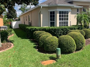 Crista T.'s Bush Trimming service result