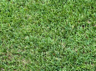 Kelly L.'s turf maintenance service result