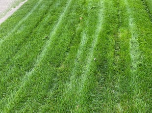 Arnita Y.'s lawn service service result