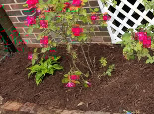 Sherwood D.'s Bush Trimming service result