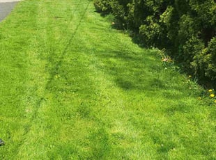 Justin N.'s turf care service result