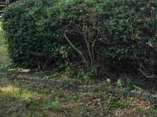 Richard R.'s grass cutting service result