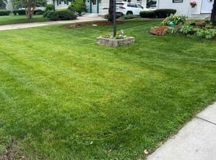 Nic I.'s lawn care services service result