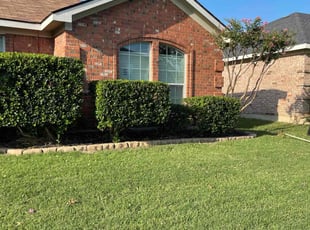 Bianca D.'s Bush Trimming service result