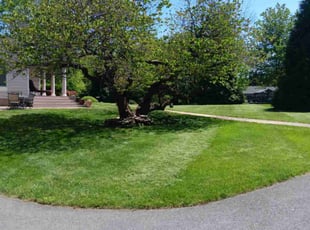 Dylan L.'s grass maintenance service result