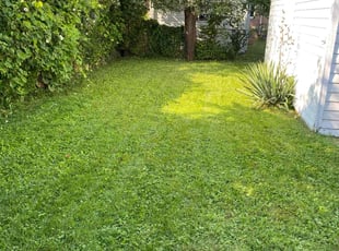 Jerald P.'s turf care service result