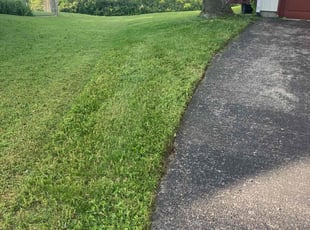 Kenya P.'s grass maintenance service result