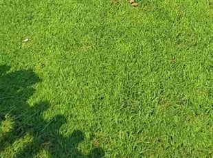 Cindy B.'s lawn maintenance service result