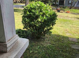 Stacey W.'s Bush Trimming service result