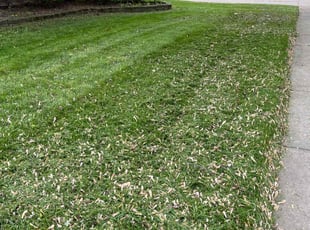 Celeste M.'s grass maintenance service result