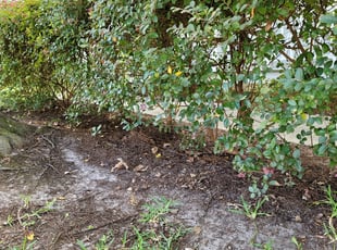 Carol H.'s Leaf Removal service result