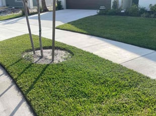 Jeenie D.'s turf care service result