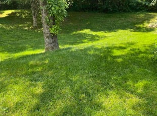 Rosemary H.'s lawn service service result