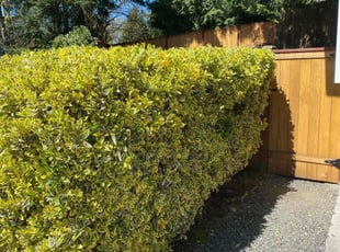 Kimberly A.'s Bush Trimming service result