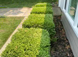 Zay T.'s Bush Trimming service result