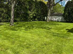 Jared B.'s turf care service result