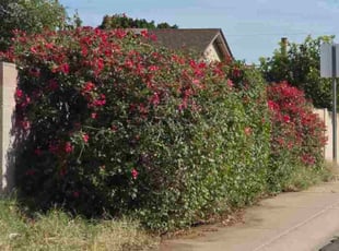 Chris R.'s Bush Trimming service result